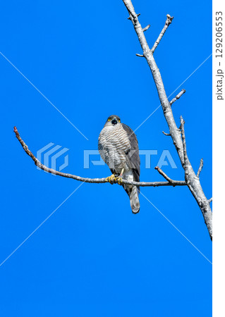 住宅地や公園でも出会うことができる身近なハンター、かっこいい猛禽類のツミ 住宅地や公園でも出会うことができる身近なハンター、かっこいい猛禽類のツミ 129206553