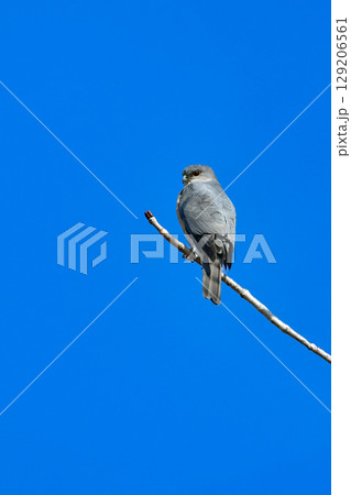 住宅地や公園でも出会うことができる身近なハンター、かっこいい猛禽類のツミ 住宅地や公園でも出会うことができる身近なハンター、かっこいい猛禽類のツミ 129206561