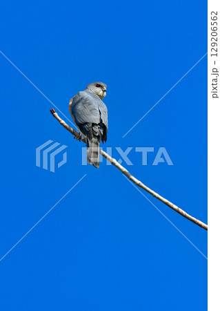 住宅地や公園でも出会うことができる身近なハンター、かっこいい猛禽類のツミ 住宅地や公園でも出会うことができる身近なハンター、かっこいい猛禽類のツミ 129206562