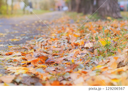 Walking in autumn park. Sunny weather in autumn. Orange fall leaves. Warm weather. Bright yellow leaves. 129206567
