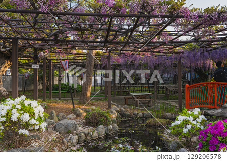 磐田市の熊野の長藤の風景(静岡県) 129206578