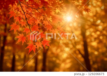 秋　紅葉　モミジ　　 129206673