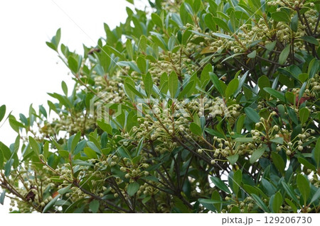 モッコクの蕾・2025年6月 129206730