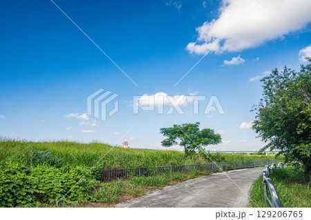 夏の淀川河川敷風景 淀川流域自然園 大阪府枚方市 夏の淀川河川敷風景 淀川流域自然園 大阪府枚方市 129206765