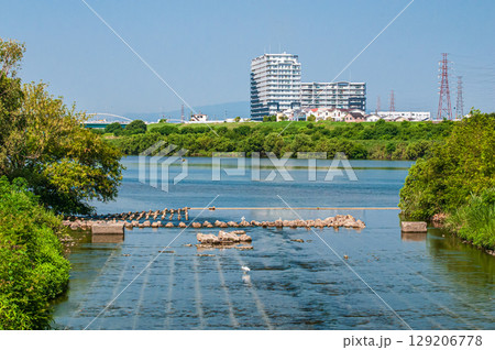夏の淀川風景　天野川と淀川合流地点　大阪府枚方市 129206778