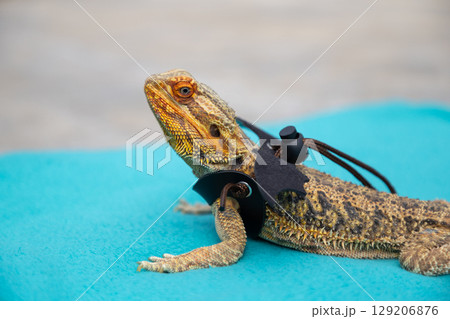 Agama in a winged dragon harness on an azure blanket Agama in a winged dragon harness on an azure blanket 129206876