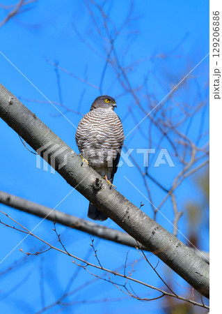 住宅地や公園でも出会うことができる身近なハンター、かっこいい猛禽類のツミ 129206886
