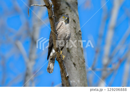 住宅地や公園でも出会うことができる身近なハンター、かっこいい猛禽類のツミ 住宅地や公園でも出会うことができる身近なハンター、かっこいい猛禽類のツミ 129206888
