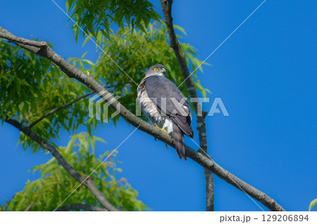 住宅地や公園でも出会うことができる身近なハンター、かっこいい猛禽類のツミ 住宅地や公園でも出会うことができる身近なハンター、かっこいい猛禽類のツミ 129206894