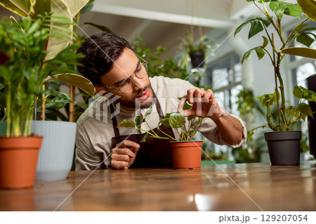 Flower shop assistant taking care of the plants and looking focused Flower shop assistant taking care of the plants and looking focused 129207054