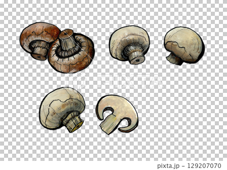 Mushroom 129207070