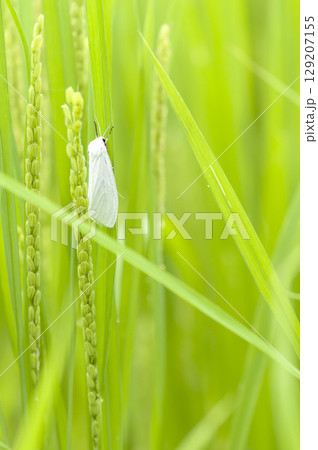 シロヒトリ シロヒトリ 129207155