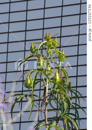 モミジアオイのつぼみ・2025年6月 モミジアオイのつぼみ・2025年6月 129207336