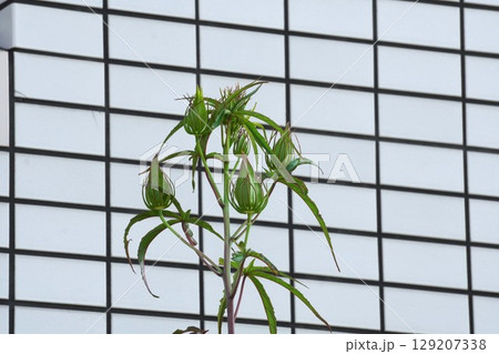 モミジアオイのつぼみ・2025年6月 モミジアオイのつぼみ・2025年6月 129207338