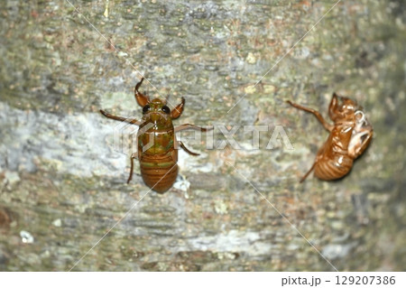 樹に登る蝉の幼虫 129207386