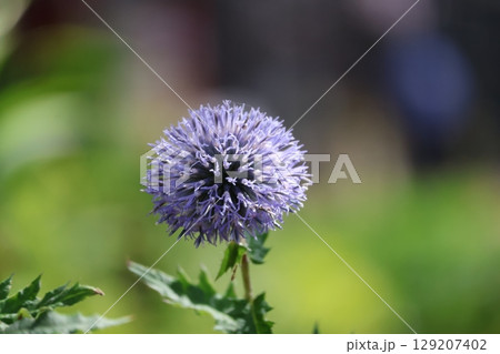 紫色のルリタマアザミの花のアップの風景 129207402