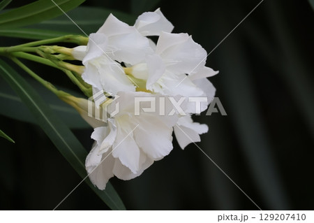 白い花びらのキョウチクトウの花のアップの風景 129207410