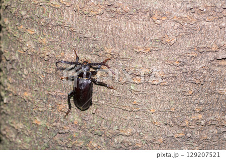 ノコギリカミキ ノコギリカミキ 129207521