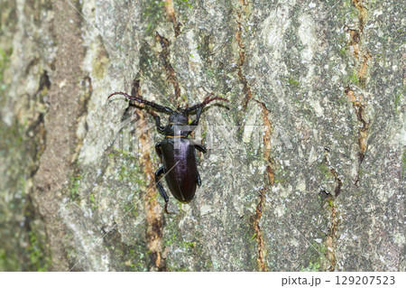 ノコギリカミキ ノコギリカミキ 129207523