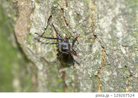 ノコギリカミキ 129207524