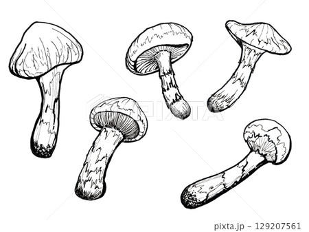 松茸 線画 松茸 線画 129207561