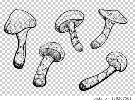 松茸 線画 松茸 線画 129207561