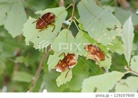 脱皮したセミの抜け殻 129207600