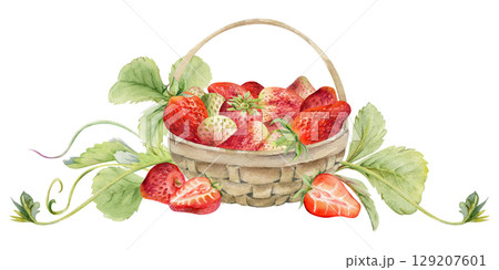 Strawberry in weaved basket with leaves tendrils, ripe picked garden berry harvest heap, pineberry strasberry. Isolated illustration hand drawn in watercolor. Dessert cafe menu, farmers market grocery 129207601