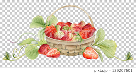 Strawberry in weaved basket with leaves tendrils, ripe picked garden berry harvest heap, pineberry strasberry. Isolated illustration hand drawn in watercolor. Dessert cafe menu, farmers market grocery 129207601
