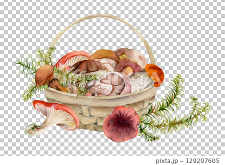 Basket full of picked mushrooms, autumn forest harvest of bolete russula webcap milk-cap fungi with horsetail plant stalks, vegan cooking edible raw ingredient. Illustration hand drawn in watercolor. 129207605