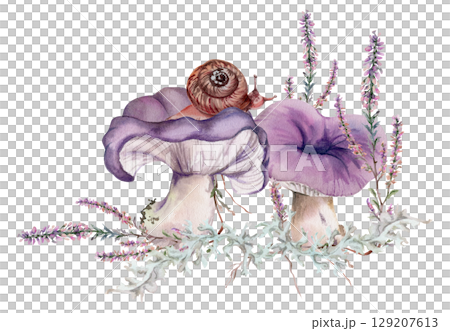 Russula webcap mushroom, snail on top, moss lichen growth, heather flowers. Nature illustration hand drawn in watercolor. Woodland floor habitat scene. Forest festival posters, educational printables Russula webcap mushroom, snail on top, moss lichen growth, heather flowers. Nature illustration hand drawn in watercolor. Woodland floor habitat scene. Forest festival posters, educational printables 129207613