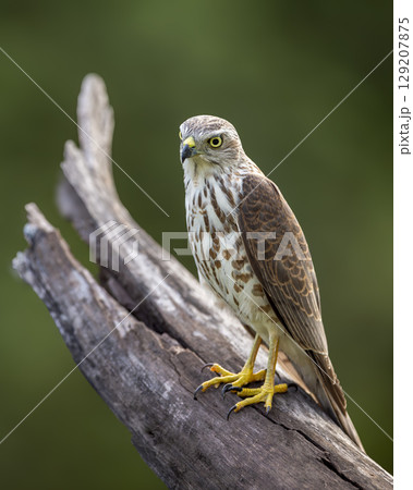 Shikra or Accipiter badius or little banded goshawk bird closeup perched in natural green background in winter season wildlife safari at ranthambore national park forest tiger reserve rajasthan india 129207875