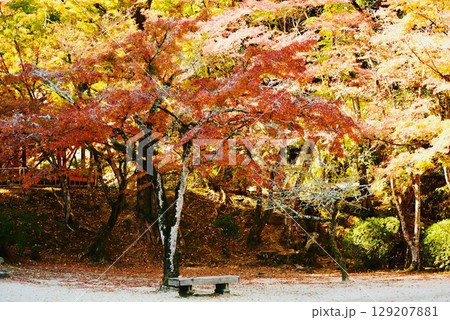 秋の紅葉谷2 129207881