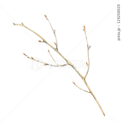 Watercolor illustration of a tree branch without leaves. The botanical template is isolated on a white background. For design and illustration purposes. Clipart. Watercolor illustration of a tree branch without leaves. The botanical template is isolated on a white background. For design and illustration purposes. Clipart. 129208020