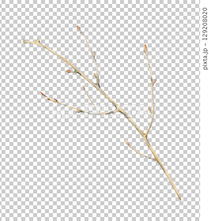 Watercolor illustration of a tree branch without leaves. The botanical template is isolated on a white background. For design and illustration purposes. Clipart. Watercolor illustration of a tree branch without leaves. The botanical template is isolated on a white background. For design and illustration purposes. Clipart. 129208020