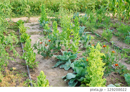 Vegetable garden with drip irrigation in the summer season 129208022