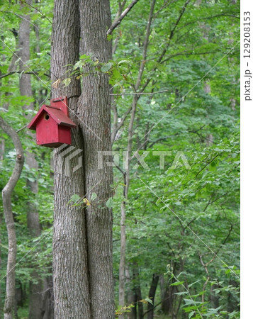 森の中に取り付けられた赤い巣箱 129208153