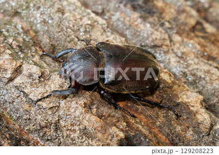 木に登るカブトムシ メス 129208223