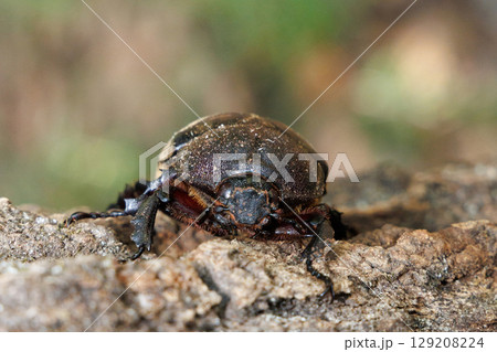 木に登るカブトムシ メス 129208224