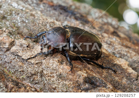 木に登るカブトムシ メス 129208257