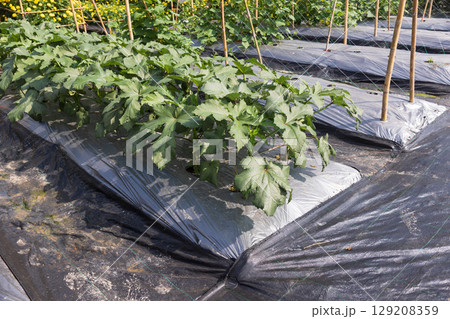 Farmers use plastic films for keep soil moisture and weed control in Okra or Lady's finger garden. Farmers use plastic films for keep soil moisture and weed control in Okra or Lady's finger garden. 129208359