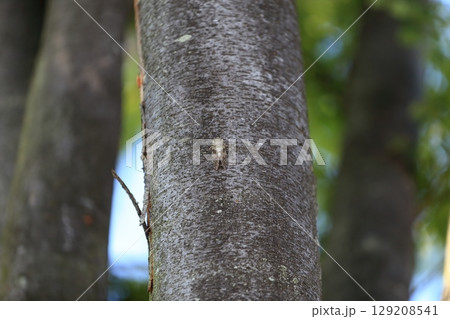 木に擬態してとまっている蝉 129208541