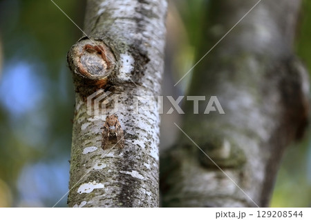 木に擬態してとまっている蝉 129208544