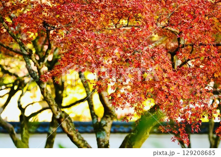 秋の紅葉谷7 秋の紅葉谷7 129208685