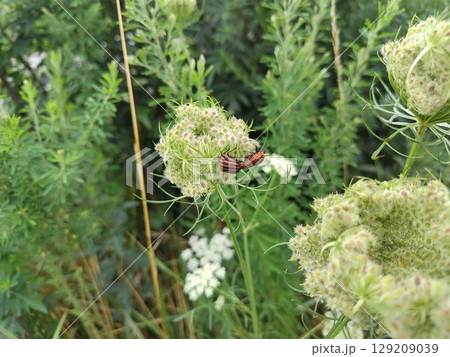 ノラニンジンとアカスジカメムシ ノラニンジンとアカスジカメムシ 129209039