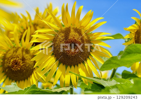 真夏に咲く元気なひまわり 夏の風景 青空背景 真夏に咲く元気なひまわり 夏の風景 青空背景 129209243