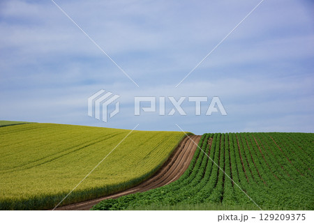 美瑛の農場風景 129209375