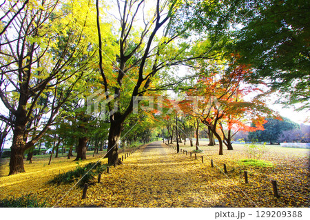 砧公園の紅葉 129209388