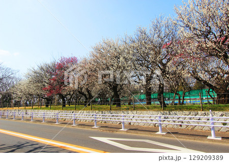 大蔵運動公園の梅 129209389