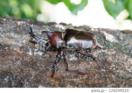 木に登るカブトムシ 129209520